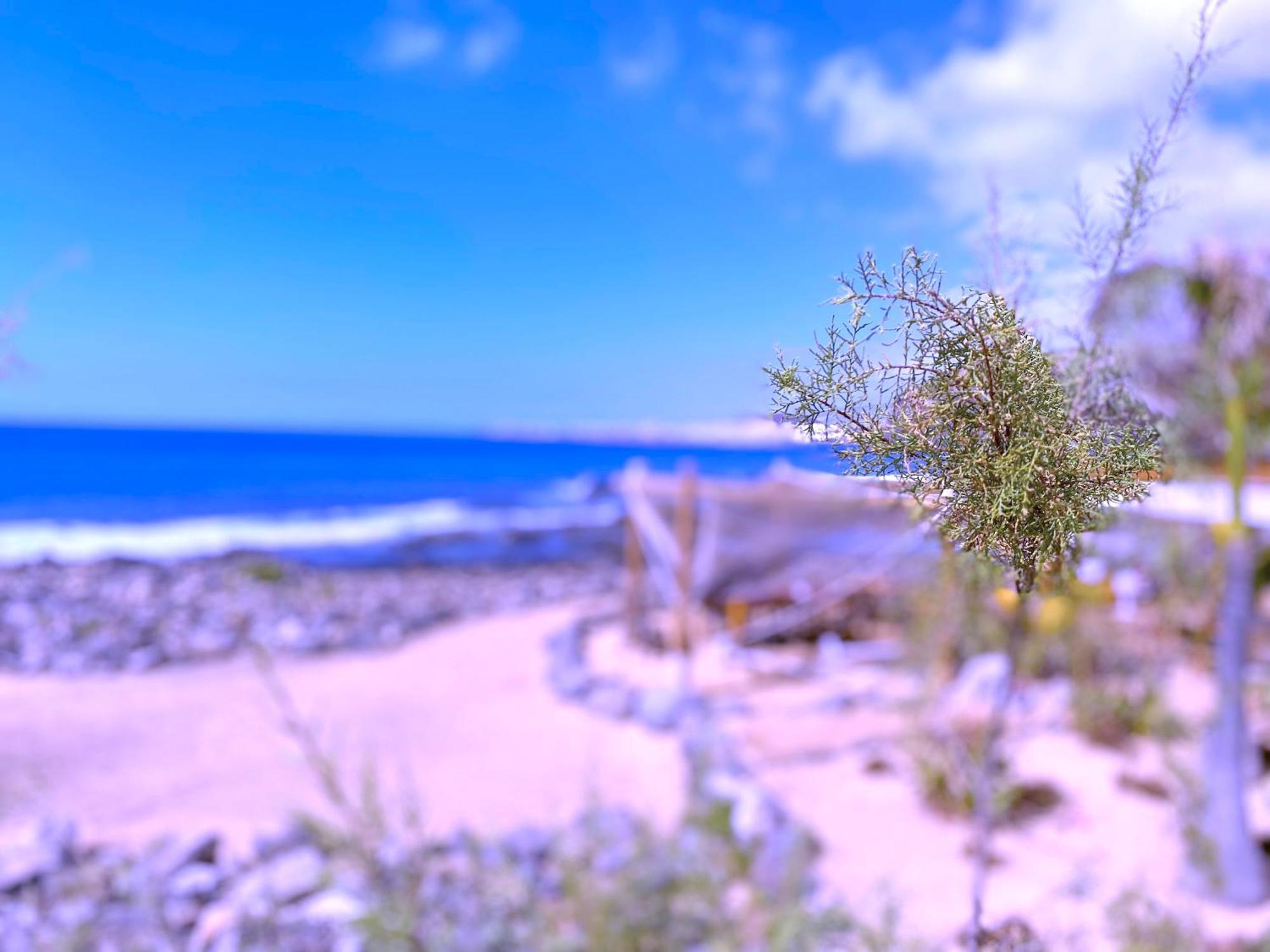 Tropicalidays Las Olas Palm-mar Εξωτερικό φωτογραφία